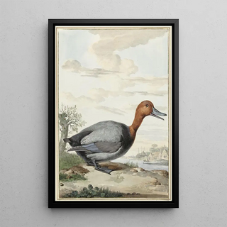 Jabes Heenck - Tafeleend.webp