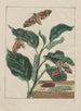 L: Kunstdruk Observaties van vele kleine dieren met metamorfoses Pl01 - Jacob L'Admiral — weergave van het kunstwerk