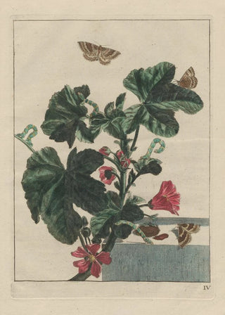 Jacob LAdmiral - Naauwkeurige Waarneemingen van veele gestaltverwisselende gekorvene diertjes Pl04.webp