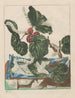 Observaties nauwkeurige van vele wisselende vorm dieren van dienst Pl09 - Jacob L'Admiral — weergave van het kunstwerk