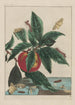 Observaties nauwkeurig van vele kleine gemetamorphoseerde dieren Pl13 - Jacob L'Admiral — weergave van het kunstwerk