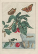 Observaties nauwkeurig van vele kleine gemetamorphoseerde dieren Pl15 - Jacob L'Admiral — weergave van het kunstwerk