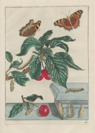 Jacob LAdmiral - Naauwkeurige Waarneemingen van veele gestaltverwisselende gekorvene diertjes Pl15.webp