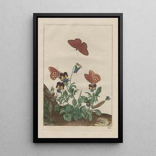 Jacob LAdmiral - Naauwkeurige Waarneemingen van veele gestaltverwisselende gekorvene diertjes Pl19.webp