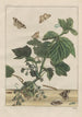 Observaties precieze van vele kleine getransformeerde dieren Pl23 - Jacob L'Admiral — weergave van het kunstwerk
