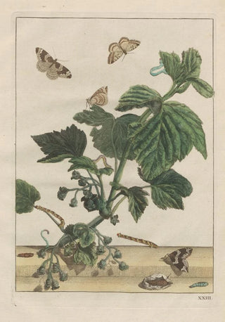 Jacob LAdmiral - Naauwkeurige Waarneemingen van veele gestaltverwisselende gekorvene diertjes Pl23.webp