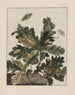 Observaties nauwkeurig over de veranderingen van vele insecten of schildpadden Pl01 - Jacob L'Admiral — weergave van het kunstwerk