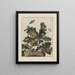 Observaties nauwkeurig over de veranderingen van vele insecten of schildpadden Pl01 - Jacob L'Admiral — ingelijst kunstwerk aan de muur