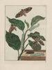 Observaties nauwkeurig over de veranderingen van vele insecten of schildpadden Pl02 - Jacob L'Admiral — weergave van het kunstwerk