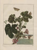 Observaties nauwkeurig over de veranderingen van vele insecten of schildpadden Pl04 - Jacob L'Admiral — weergave van het kunstwerk