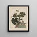 Observaties nauwkeurig over de veranderingen van vele insecten of schildpadden Pl04 - Jacob L'Admiral — ingelijst kunstwerk aan de muur