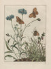 Observaties nauwkeurig over de veranderingen van vele insecten of schildpadden Pl06 - Jacob L'Admiral — weergave van het kunstwerk