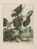 Observaties nauwkeurig over de veranderingen van vele insecten of schildpadden Pl08 - Jacob L'Admiral — weergave van het kunstwerk