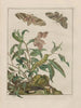 Observaties nauwkeurig over de veranderingen van vele insecten of schildpadden Pl10 - Jacob L'Admiral — weergave van het kunstwerk