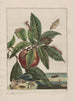 Observaties nauwkeurig over de veranderingen van vele insecten of dieren beeldhouwers Pl12 - Jacob L'Admiral — weergave van het kunstwerk