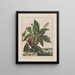 Observaties nauwkeurig over de veranderingen van vele insecten of dieren beeldhouwers Pl12 - Jacob L'Admiral — ingelijst kunstwerk aan de muur