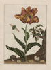 Observaties over de veranderingen van vele insecten of schildpadden Pl13 - Jacob L'Admiral — weergave van het kunstwerk