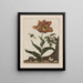Observaties over de veranderingen van vele insecten of schildpadden Pl13 - Jacob L'Admiral — ingelijst kunstwerk aan de muur