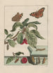 L Observaties nauwkeurig over de transformaties van vele insecten of kleine gemetamorphoseerde dieren Pl15 - Jacob L'Admiral — weergave van het kunstwerk