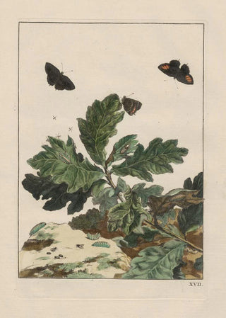 Jacob LAdmiral - Naauwkeurige waarneemingen omtrent de veranderingen van veele insekten of gekorvene diertjes Pl17.webp