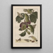 Nauwkeurige observaties over de transformaties van vele insecten of kleine metamorfoseerde dieren Pl18 - Jacob L'Admiral — ingelijst kunstwerk aan de muur