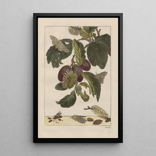 Jacob LAdmiral - Naauwkeurige waarneemingen omtrent de veranderingen van veele insekten of gekorvene diertjes Pl18.webp