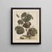 L'Observaties nauwkeurig over de veranderingen van vele insecten of beeldhouwende dieren Schilderij Pl20 - Jacob L'Admiral — ingelijst kunstwerk aan de muur