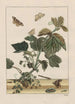 Nauwkeurige observaties over de transformaties van vele metamorfoseerde insecten of kleine dieren Pl23 - Jacob L'Admiral — weergave van het kunstwerk