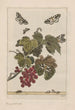 Nauwkeurige observaties over de transformaties van vele insecten of kleine gemetamorphoseerde dieren Pl26 - Jacob L'Admiral — weergave van het kunstwerk