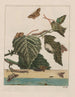 Nauwkeurige observaties over de veranderingen van vele insecten of schildpaddieren Pl28 - Jacob L'Admiral — weergave van het kunstwerk