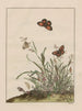 Nauwkeurige observaties over de veranderingen van vele insecten of schildpaddieren op Pl29 - Jacob L'Admiral — weergave van het kunstwerk