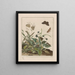 L'Observaties nauwkeurig over de veranderingen van vele insecten of beeldhouwende dieren Schilderij Pl30 - Jacob L'Admiral — ingelijst kunstwerk aan de muur