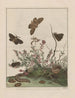 Observaties nauwkeurig over de veranderingen van vele insecten of schildpadden Pl31 - Jacob L'Admiral — weergave van het kunstwerk