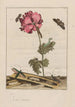 Nauwkeurige observaties over de transformaties van vele metamorfoseerde insecten of kleine dieren Pl33 - Jacob L'Admiral — weergave van het kunstwerk