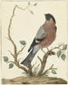Bouvreuil Painting - Jacob Pynas — artwork view