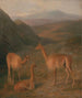 Vigognes - Jacques-Laurent Agasse — weergave van het kunstwerk