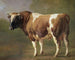Studie van een stier - Jacques-Raymond Brascassat — weergave van het kunstwerk