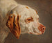 Hondenkop van jachtwit en bruin - Jacques-Raymond Brascassat — weergave van het kunstwerk