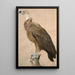 Vulture Brown - Jacques Barraband — framed artwork on a wall