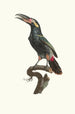 L'Aracari Koulik mâle de la Guyane - Jacques Barraband — weergave van het kunstwerk