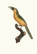 L'Aracari baillon - Jacques Barraband — artwork view