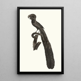 Jacques Barraband - La pie de paradis ou lincomparabale mle.webp