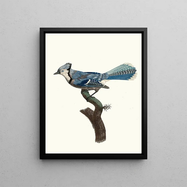 Le Geai bleu - Jacques Barraband — framed artwork on a wall