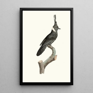 Jacques Barraband - Le Geai Noir Collier blanc.webp