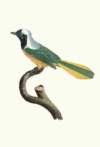 Jacques Barraband - Le Geai Pruvien.webp