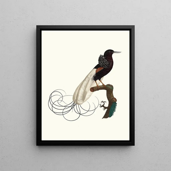 The Nebulous the state of rest - Jacques Barraband — framed artwork on a wall