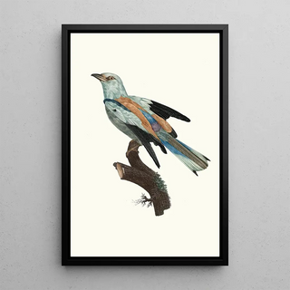 Jacques Barraband - Le Rollier vulgaire mle.webp