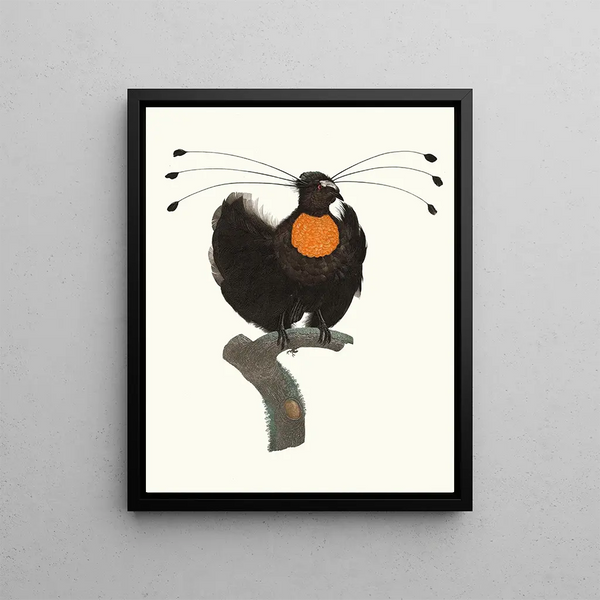 Le Sifilet - Jacques Barraband — framed artwork on a wall