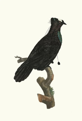 Jacques Barraband - Le Sifilet dans ltat de repos.webp