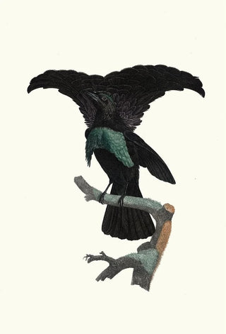 Jacques Barraband - Le Superbe dans ltat du repos.webp